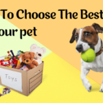 Types of Dog Toys And How To Choose The Best Toy For Your Pet