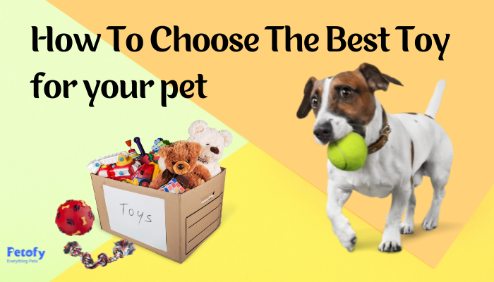 Types of Dog Toys And How To Choose The Best Toy For Your Pet