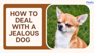 How to deal with a Jealous Dog