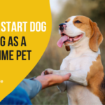 How To Start Dog Training As A First-Time Pet Owner