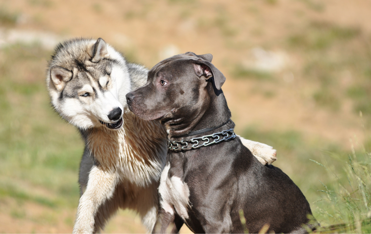 Dog Barking at other dog