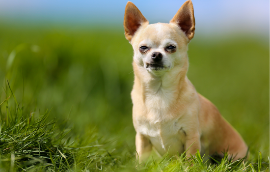 Chihuahua active dog breed