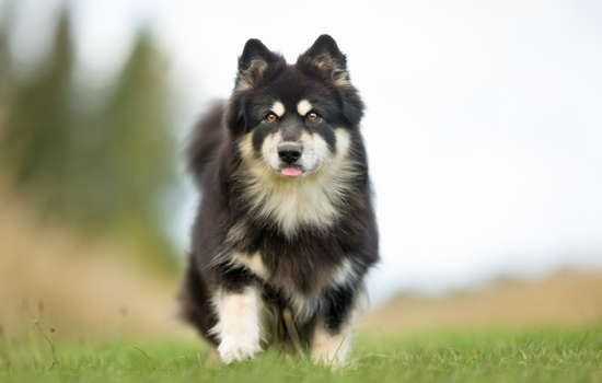 Finnish Lapphund walking on grass