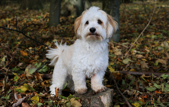 Havanese Dog in the forest