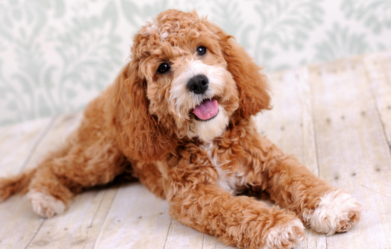 Cockapoo cute dog