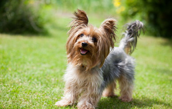 Yorkshire Terrier smart Dog