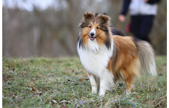Shetland Sheepdog standing on grass