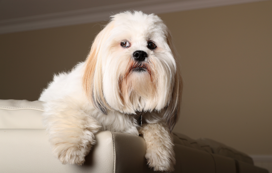 Lhasa Apso