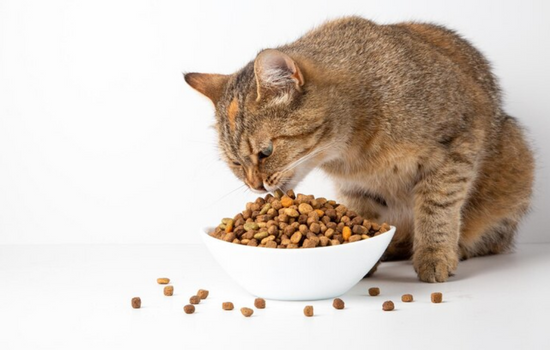 Ceramic cat bowls