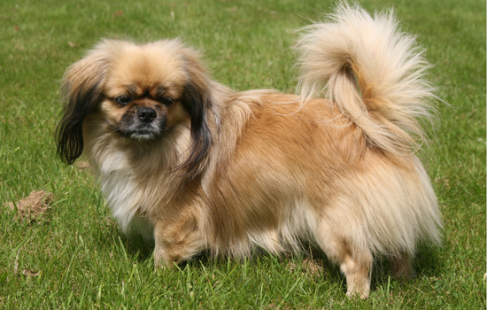 Tibetan Spaniel bearded dog breed