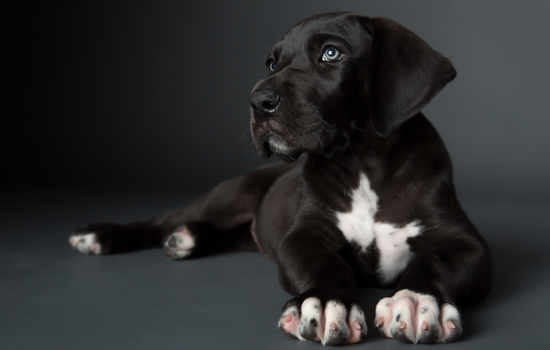 Mini Great Dane Black Color