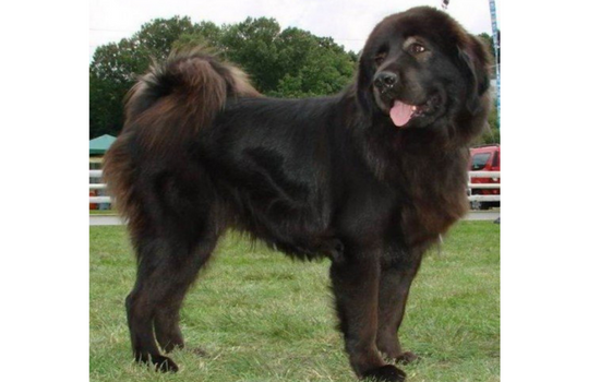 Bakharwal Indian Dog Breed