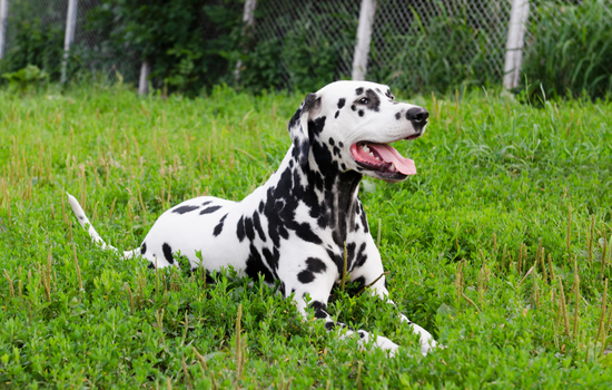 Dalmatian charming dog sitting on grass