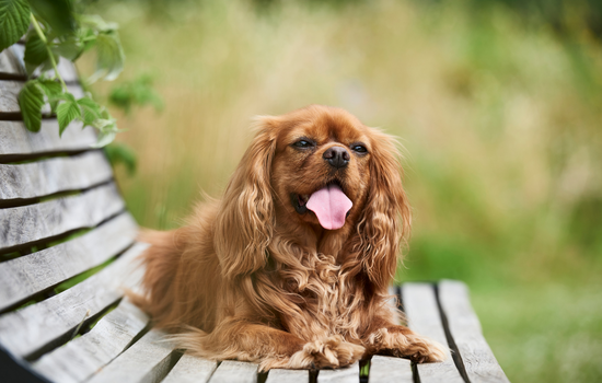 Cavalier King Charles Spaniel
