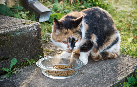 Glass cat feed bowls