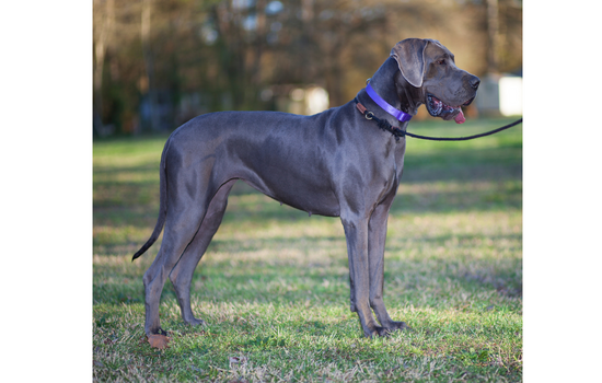 Large Great Dane