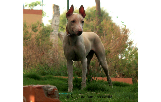Jonangi Indian cute Dog