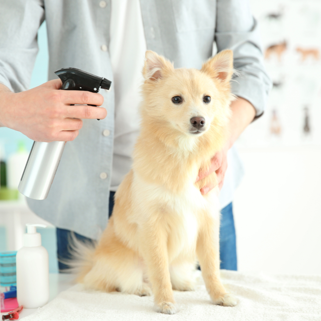 Dog owner using Tick spray