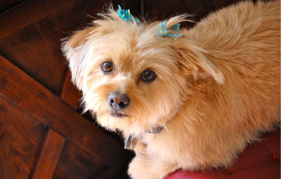 Shorkie looking owner