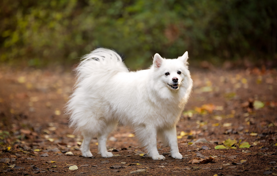 American Eskimo
