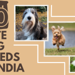 40 Cute Dog Breeds in India