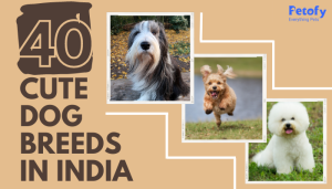 40 Cute Dog Breeds in India