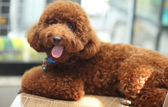 Poodle Toy Dog Breed