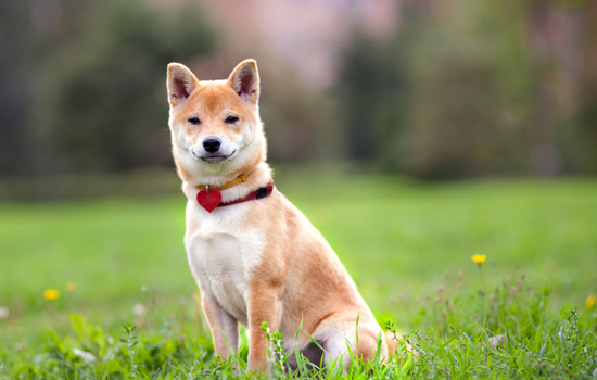 Shiba Inu Dog