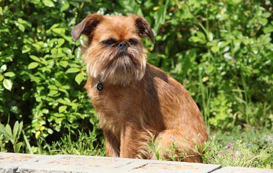Brussels Griffon