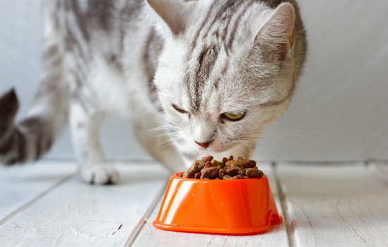 Plastic bowls for cat feeding