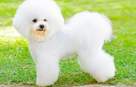 Bichon Frise Bearded Dog