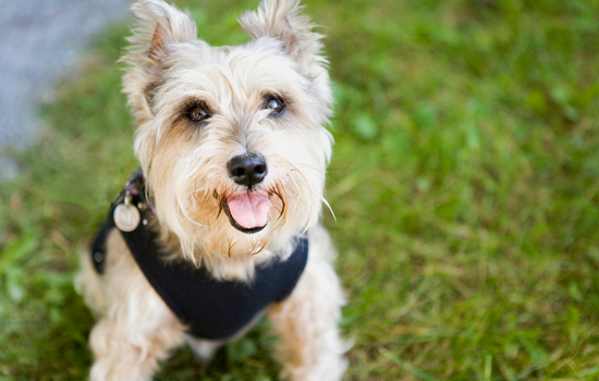 Cairn Terrier Cute Dog