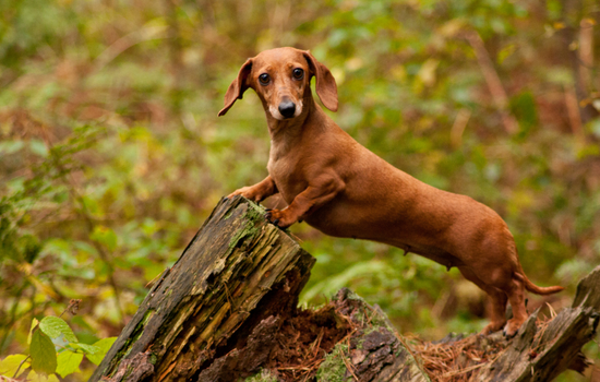 Dachshund hunter dog breed