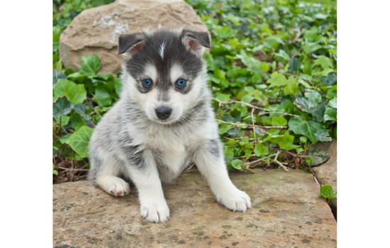 Pomsky Mix Dog Breed