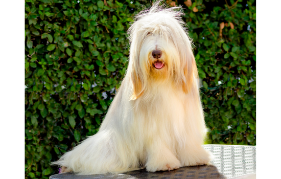Bearded Collie