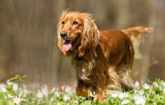 Cocker Spaniel Dog with Long hair
