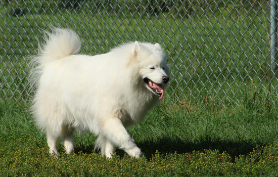 Samoyed Dog Walking on Grass