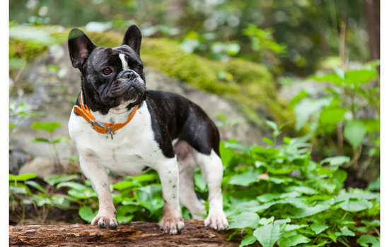 French Bulldog