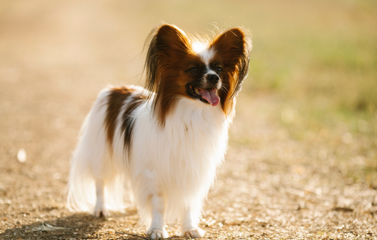 Papillon short dog breed