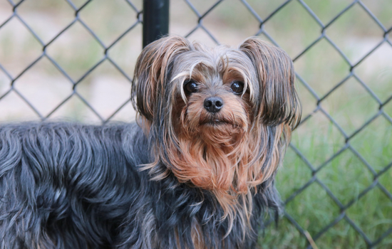 Yorkiepoo cute and bearded dog breed