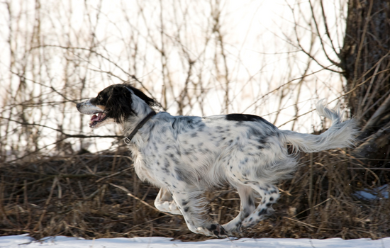 English Setter