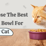 Cat Bowls Choose The Best Cat food Bowl For Your Cat 