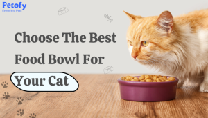 Cat Bowls Choose The Best Cat food Bowl For Your Cat