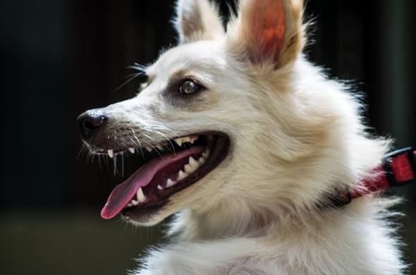 Indian Spitz