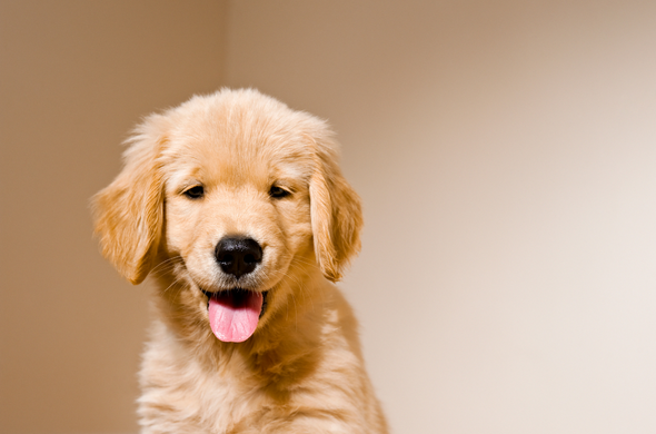 Golden Retriever with smiling face