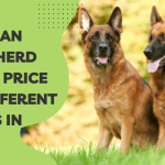 Jerman Seaford Dogs Price in Different Cities in India