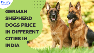 Jerman Seaford Dogs Price in Different Cities in India