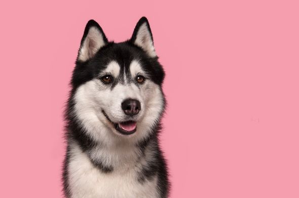 Husky Dog