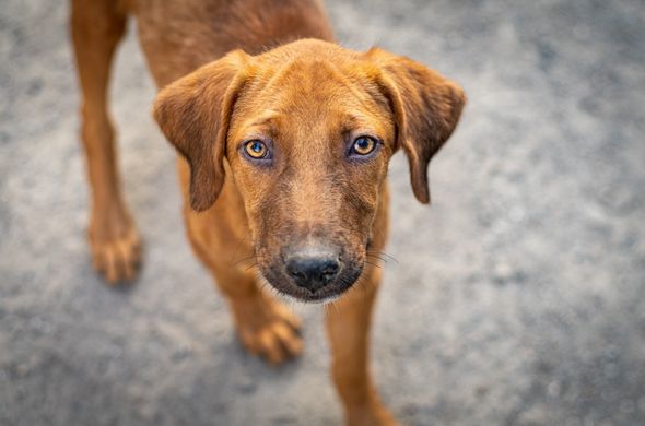 Indian Pariah Most Common Dog Breed in India