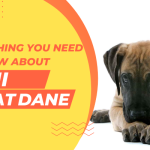Everything you need to know about Mini Great Dane
